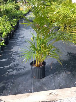 Areca Palm 3 Gal