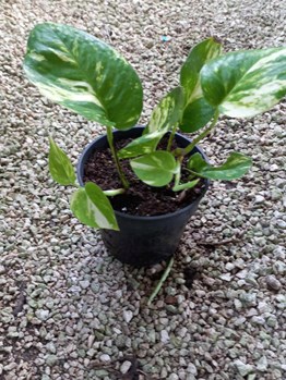 Pothos SH 4inCH Cup