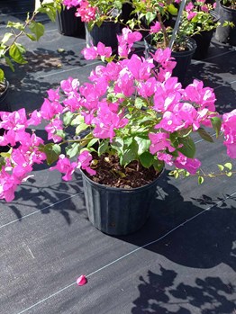 Tropical delight bougainvillea 3 Gal