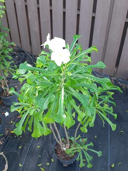 frangipani bridal bouquet 3 gal