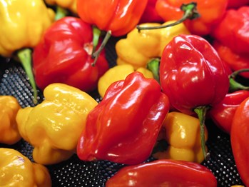 scotch bonnet per lb